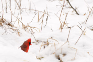 cardinal