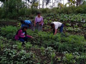 Women harvesting