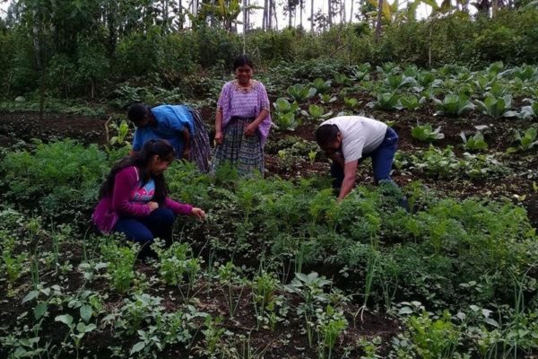 Women harvesting