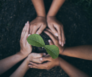 2 sets of hands planting a seedling